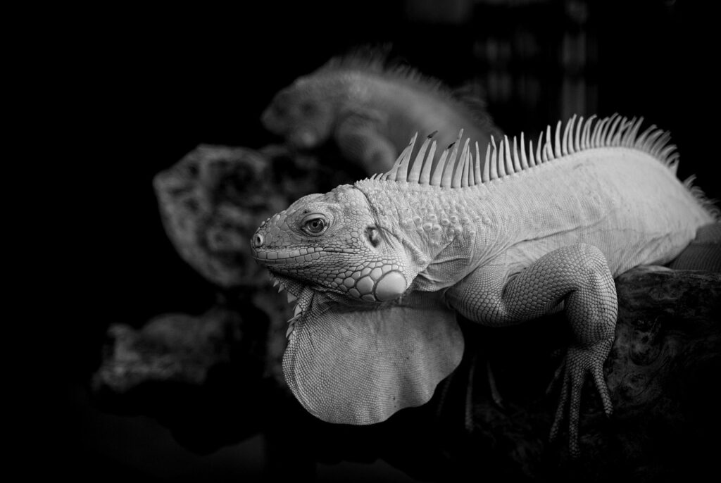 iDeCoと新NISAの節税効果を徹底比較解説する方法は？