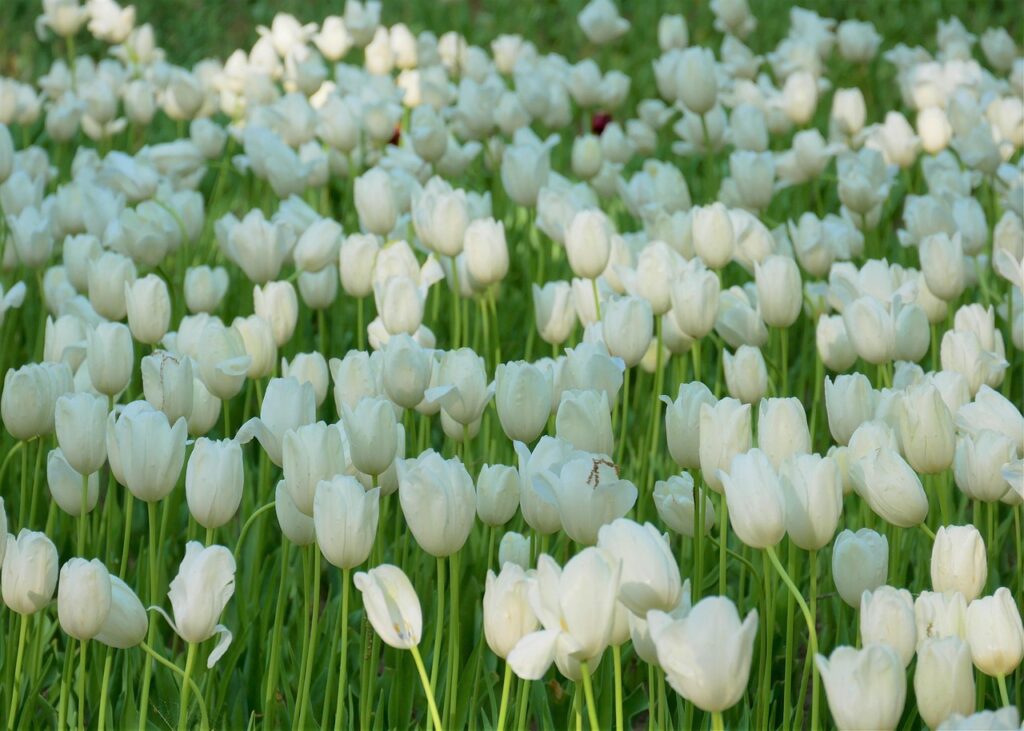 NISAを活用したSBIのキャンペーンで得られるメリットは？