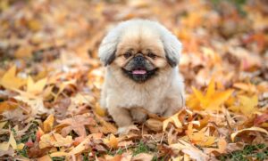 iDeCoは何歳から手続きが可能ですか？