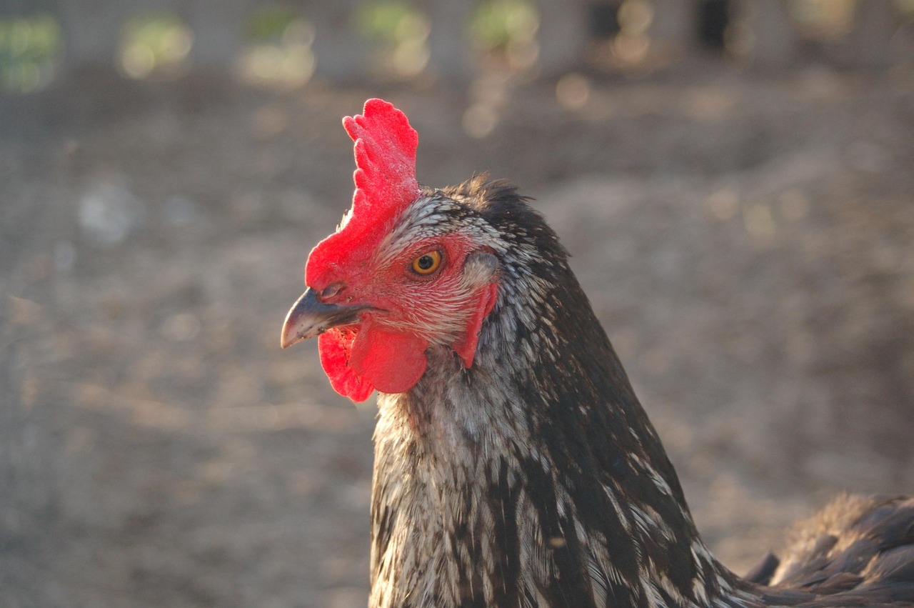 専業主婦がiDeCoを利用する際のデメリットとは？